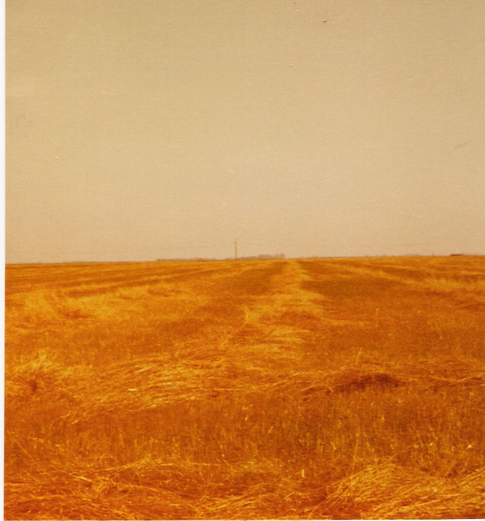 goldenwheat.jpg