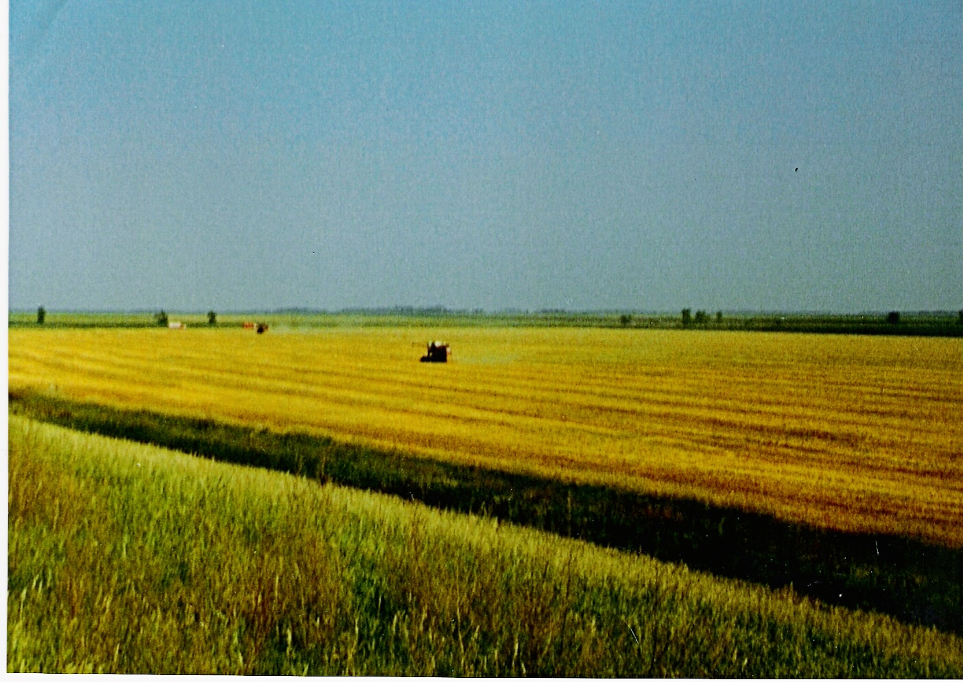 wheatfieldinharvest1.jpg