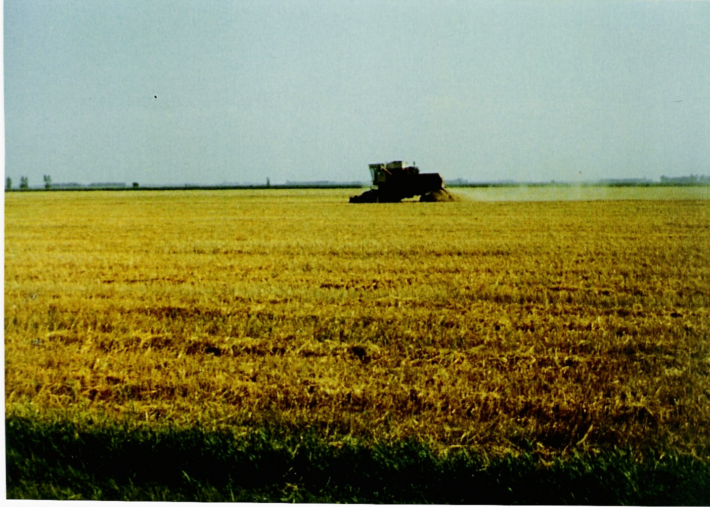 wheatfieldinharvest2.jpg